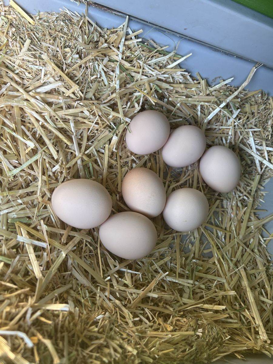 Farm Fresh Eggs