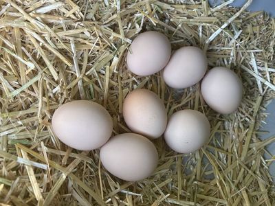 Farm Fresh Eggs