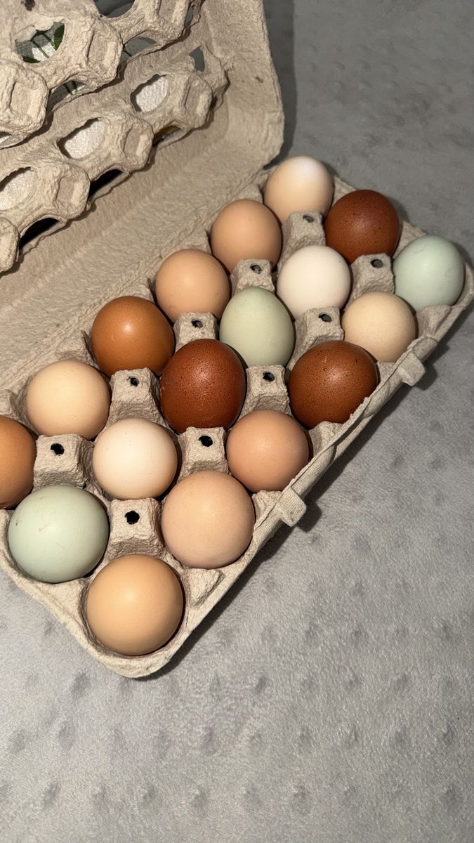 Fresh Eggs
