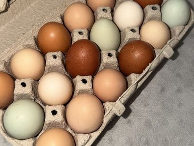 Fresh Eggs