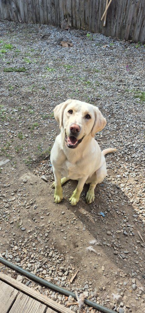 3 yr old White Lab