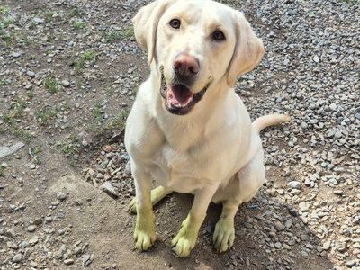 3 yr old White Lab