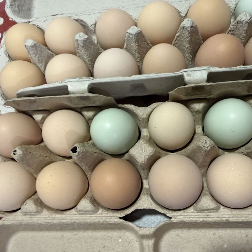 Farm Fresh Eggs
