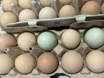 Farm Fresh Eggs