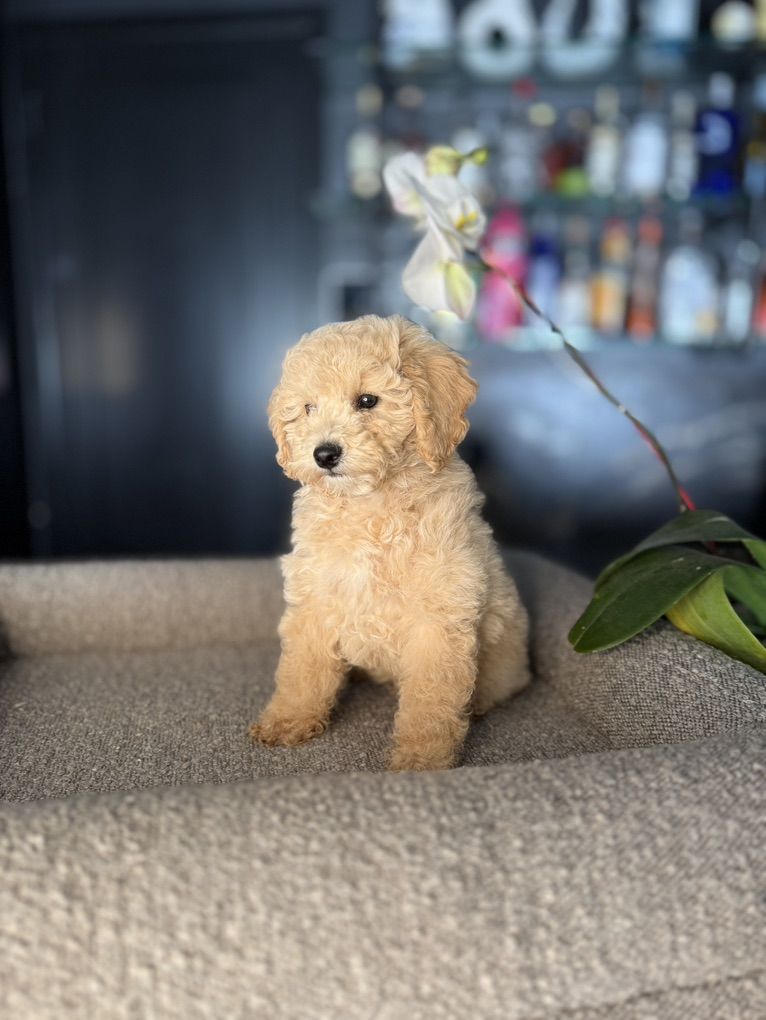 Stunning Akc Toy Poodle Cream Boy