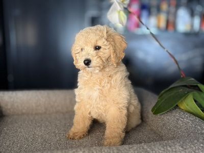 Stunning Akc Toy Poodle Cream Boy
