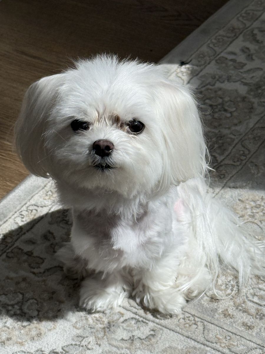 Tiny Maltese Adult Male