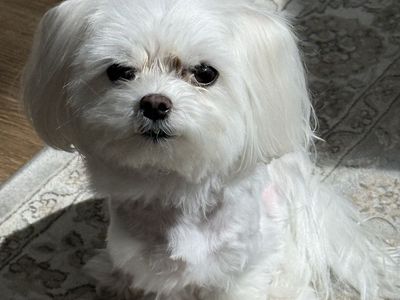 Tiny Maltese Adult Male