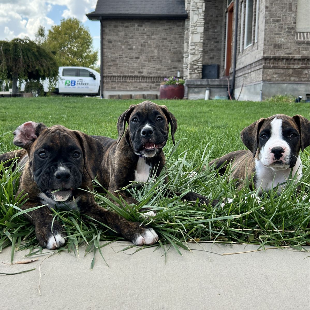 AKC Boxers- Ready to come home