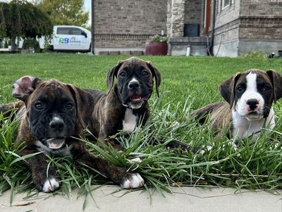 AKC Boxers- Ready to come home