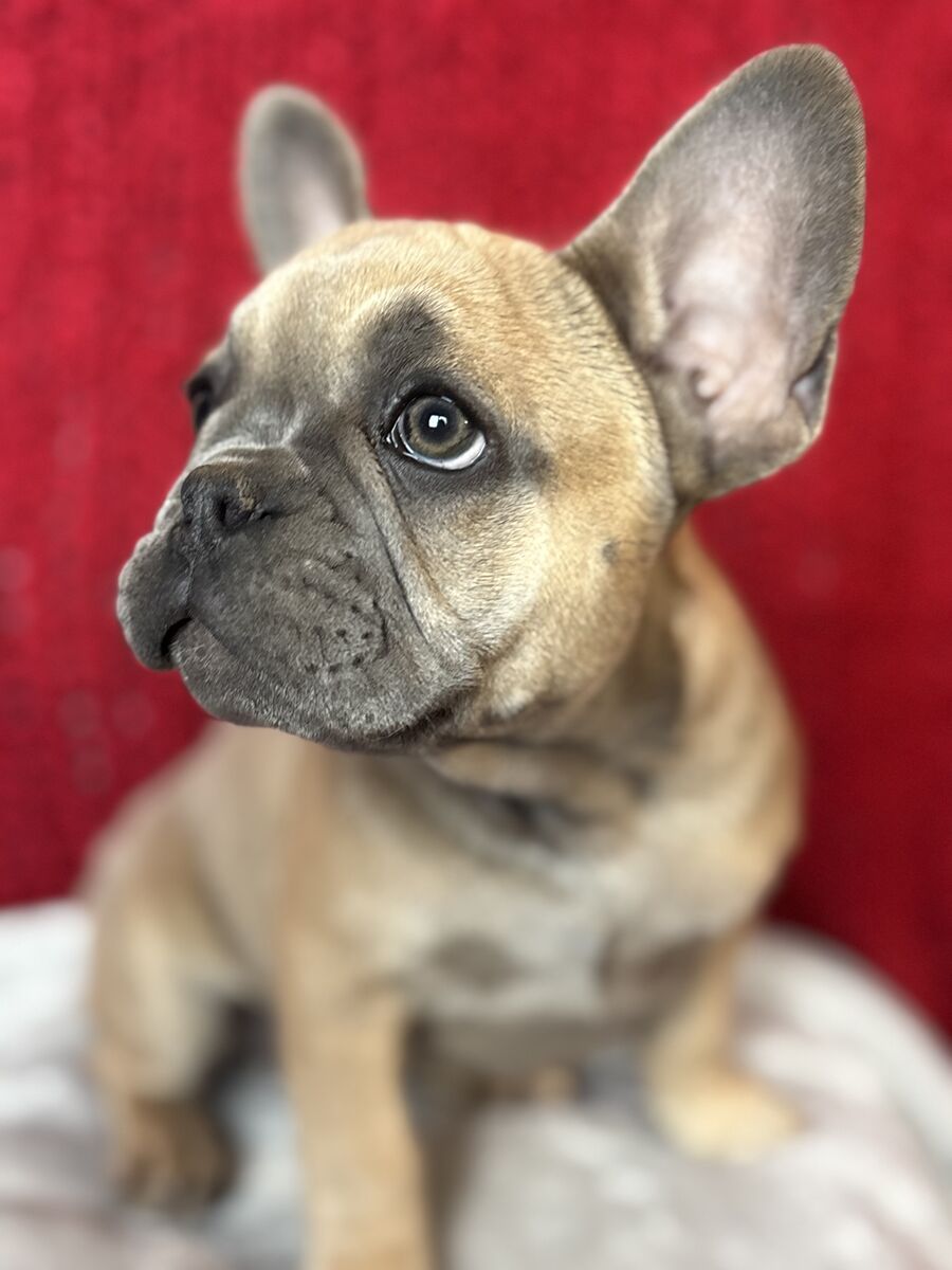 French Bulldog
