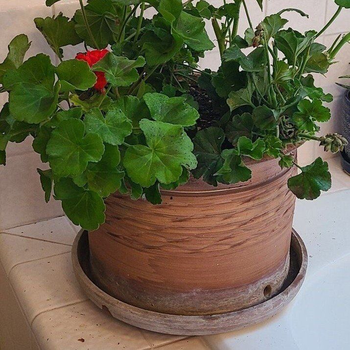 Large potted Geranium