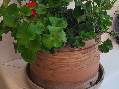Large potted Geranium