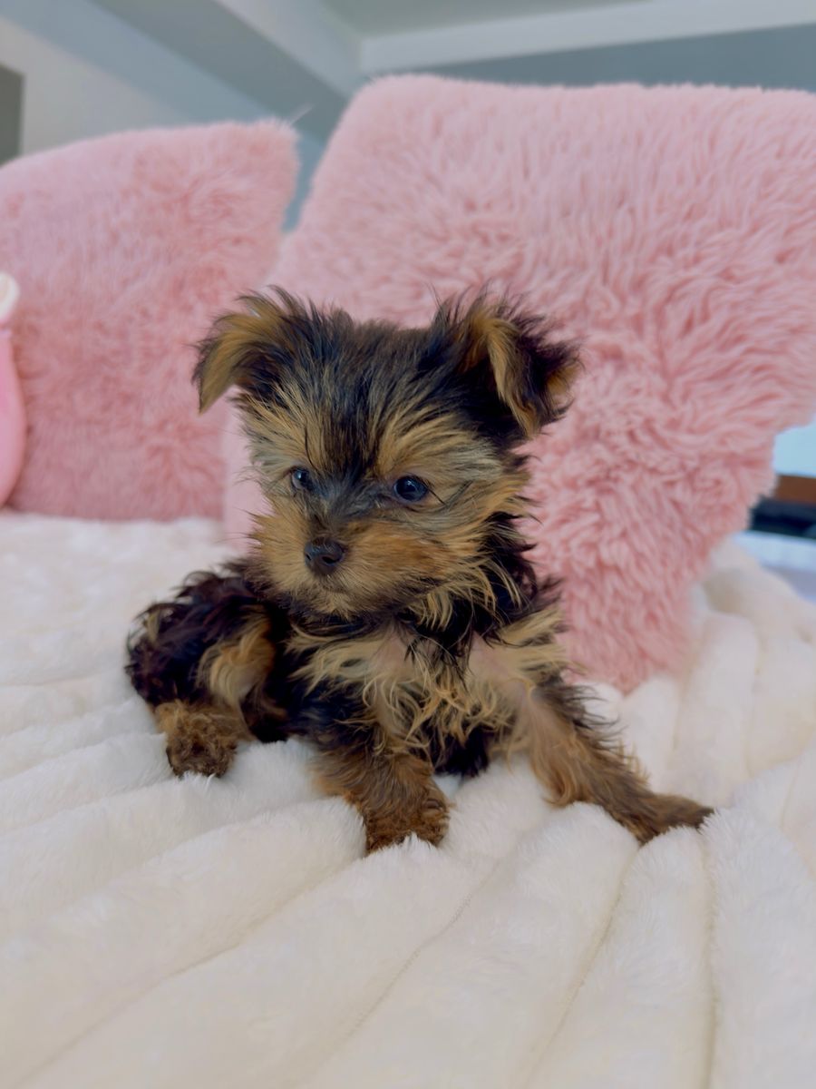 Best price AKC Yorkie puppies for sale