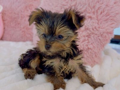 Best price AKC Yorkie puppies for sale