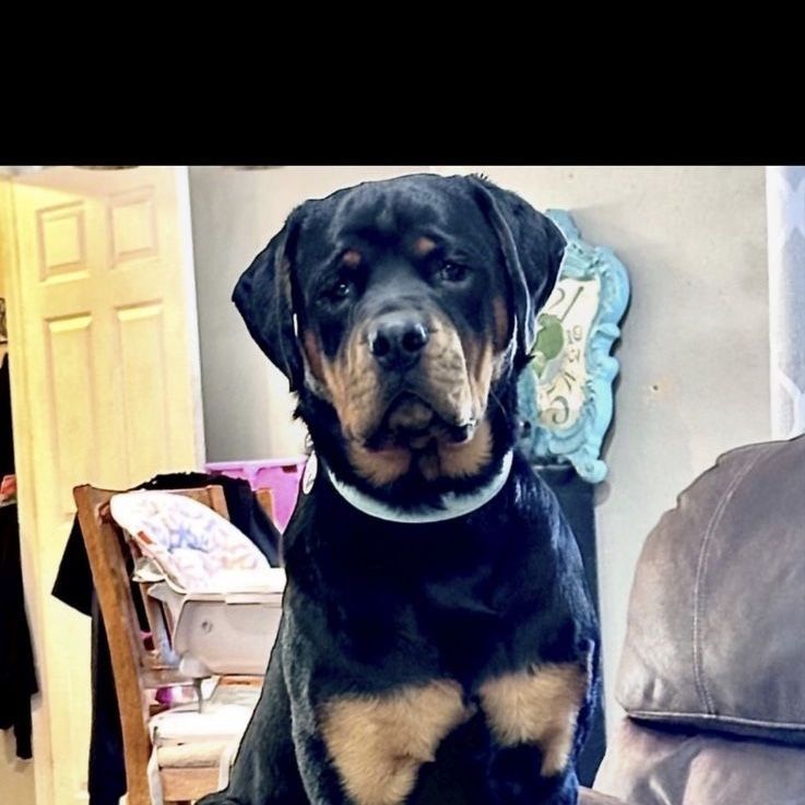 Rottweiler Dog - Male, 2 Year Old, Intact, House-Trained, Kid and Pet Friendly.