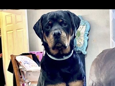 Rottweiler Dog - Male, 2 Year Old, Intact, House-Trained, Kid and Pet Friendly.
