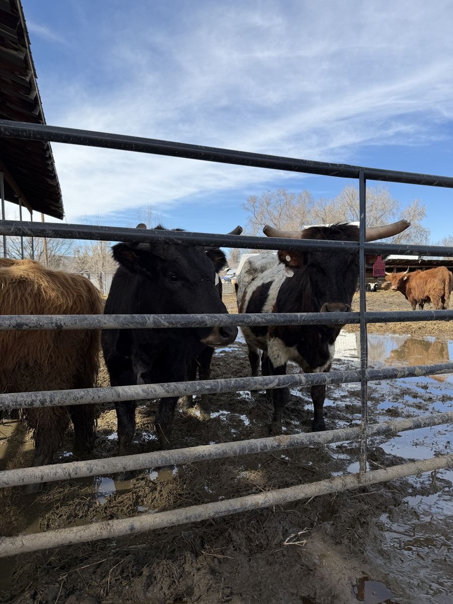 2 Bred Corriente Heifers