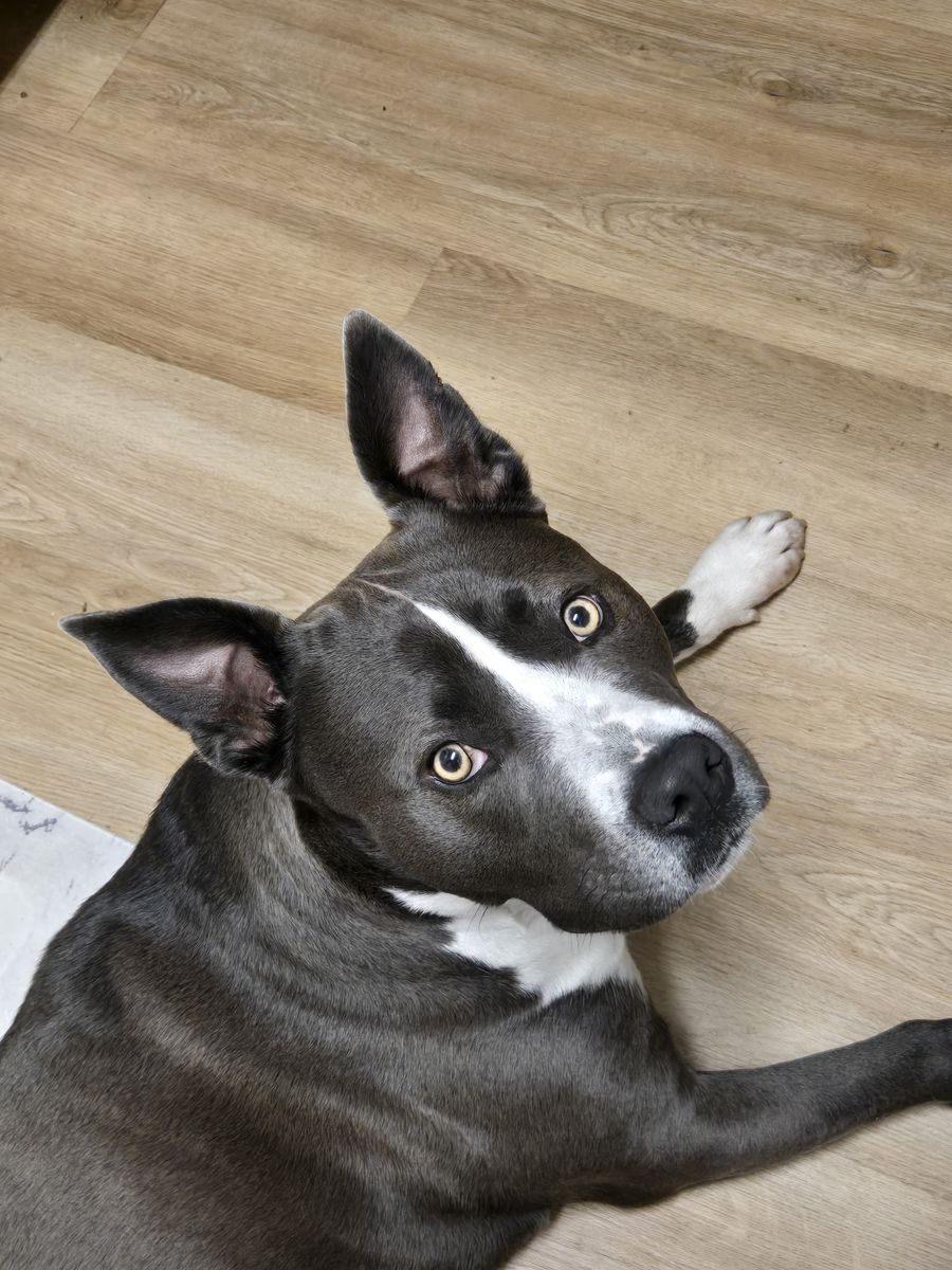 Blue Heeler / Blue Nose Staffordshire Bull Terrier mix