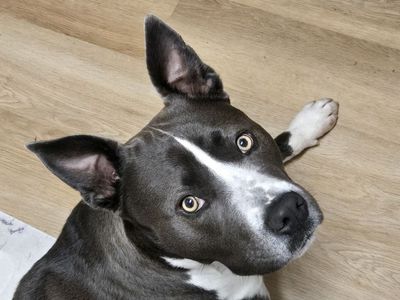 Blue Heeler / Blue Nose Staffordshire Bull Terrier mix