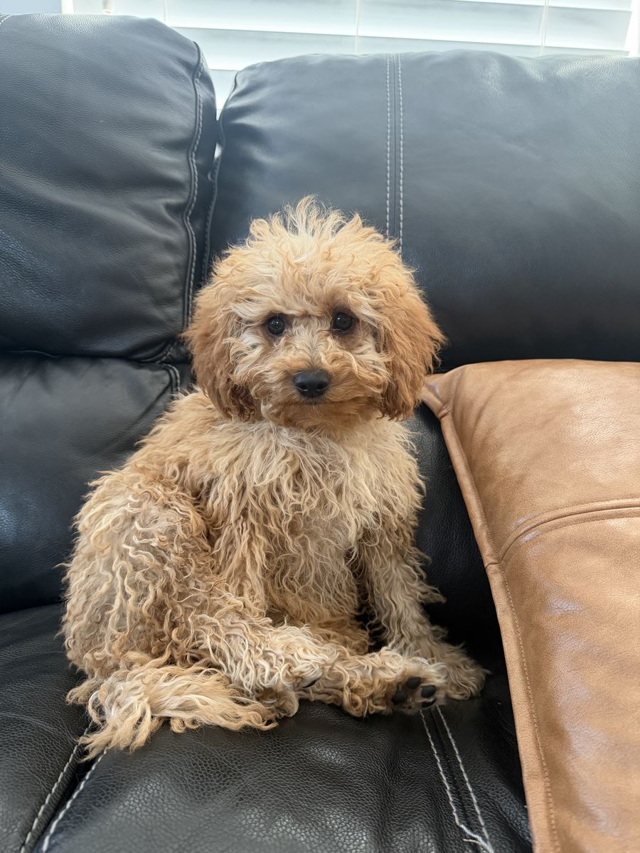 Female Cavapoo puppy looking for loving home