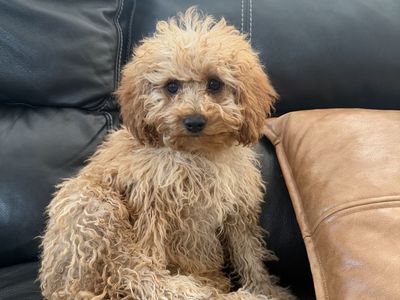 Female Cavapoo puppy looking for loving home
