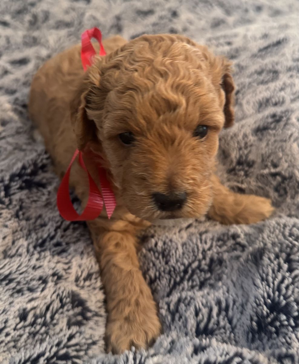 F1B Mini Goldendoodle Puppies