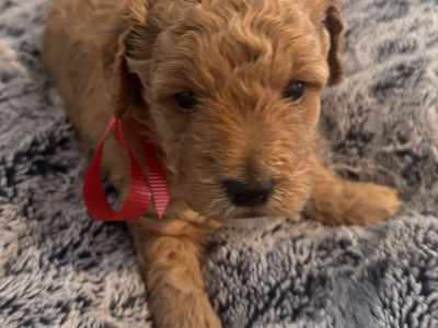 F1B Mini Goldendoodle Puppies