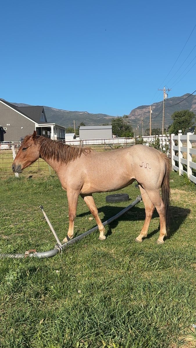 3 yr old Red roan Filly