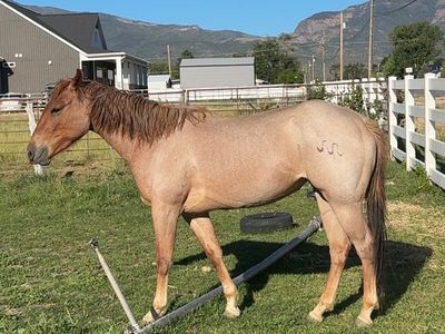 3 yr old Red roan Filly