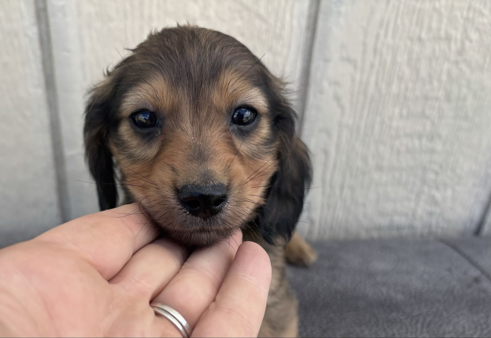 Mother's Day Miniature LongHaired Dachshunds