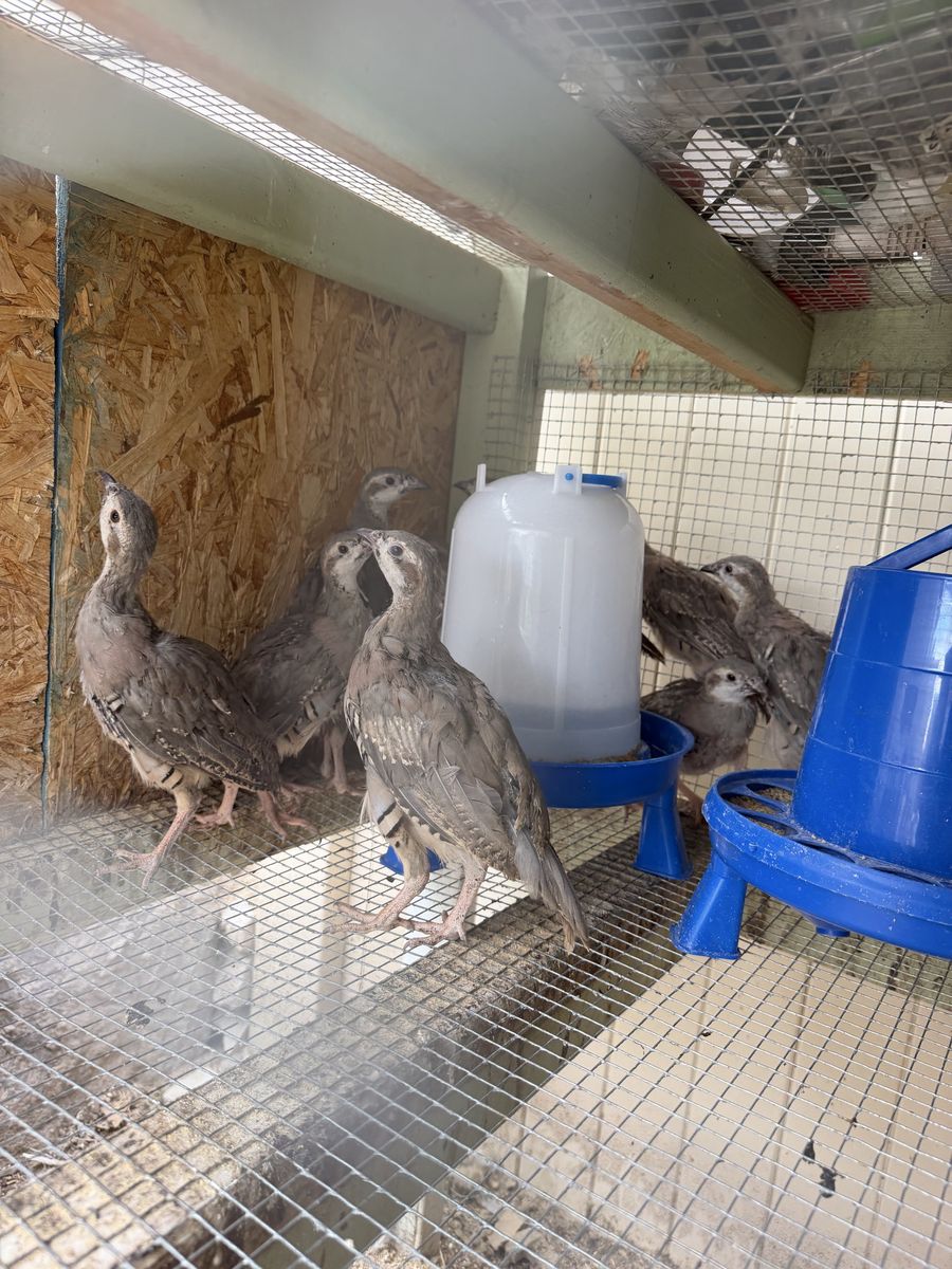 Chukar partridge chicks - 12 weeks