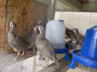 Chukar partridge chicks - 12 weeks