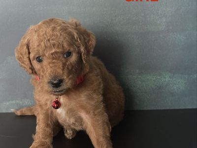 Adorable F1bb Mini Goldendoodles Puppies