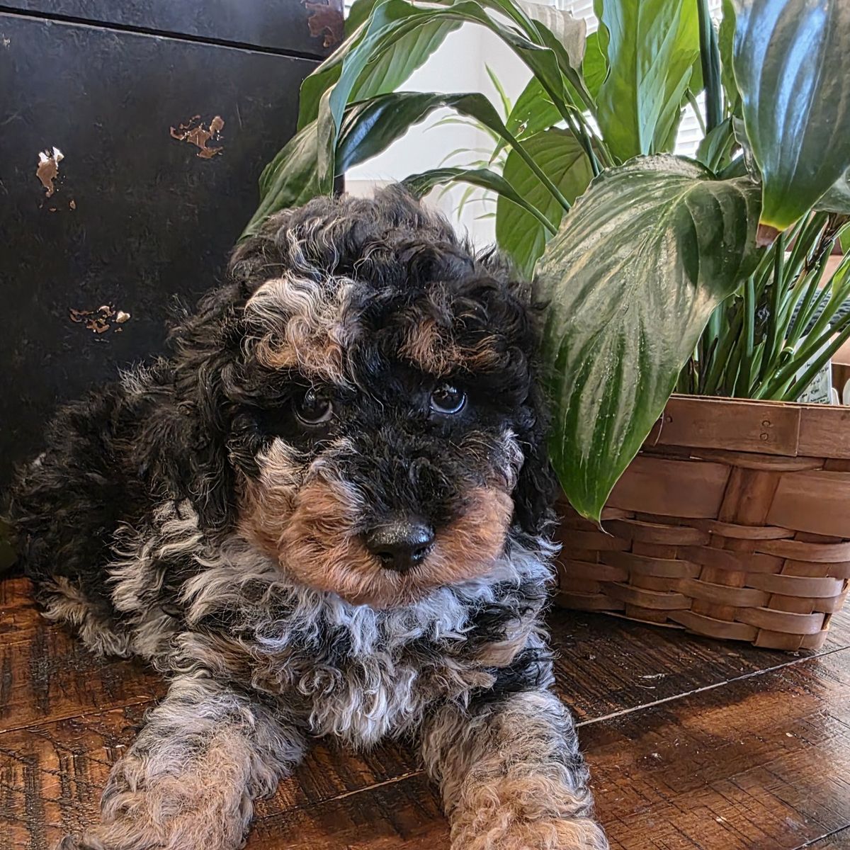 AKC Mini/Toy Poodle Bernedoodle Doodle
