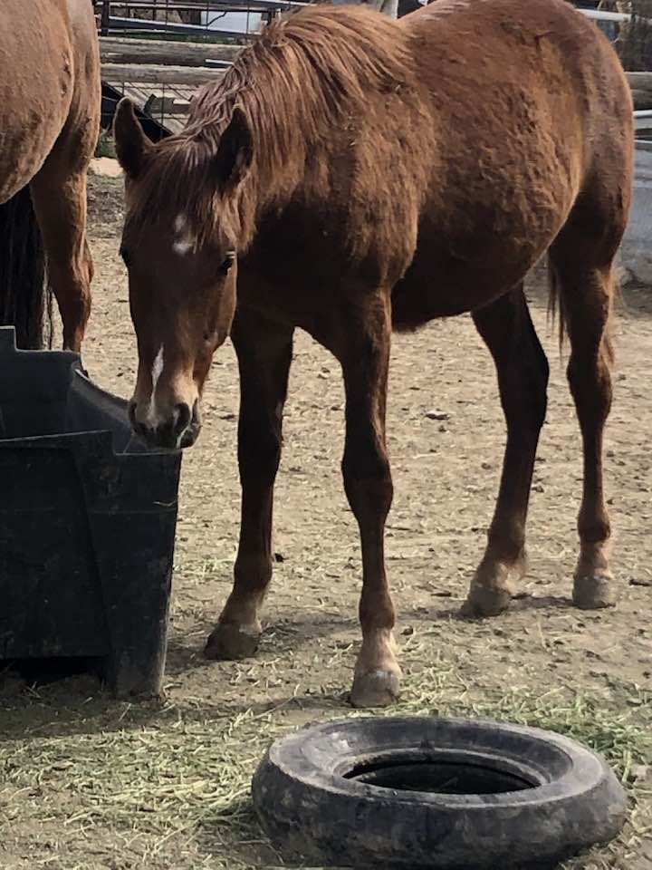 Fox Trotter 2025 colt- hypoallergenic