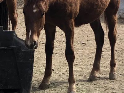 Fox Trotter 2025 colt- hypoallergenic