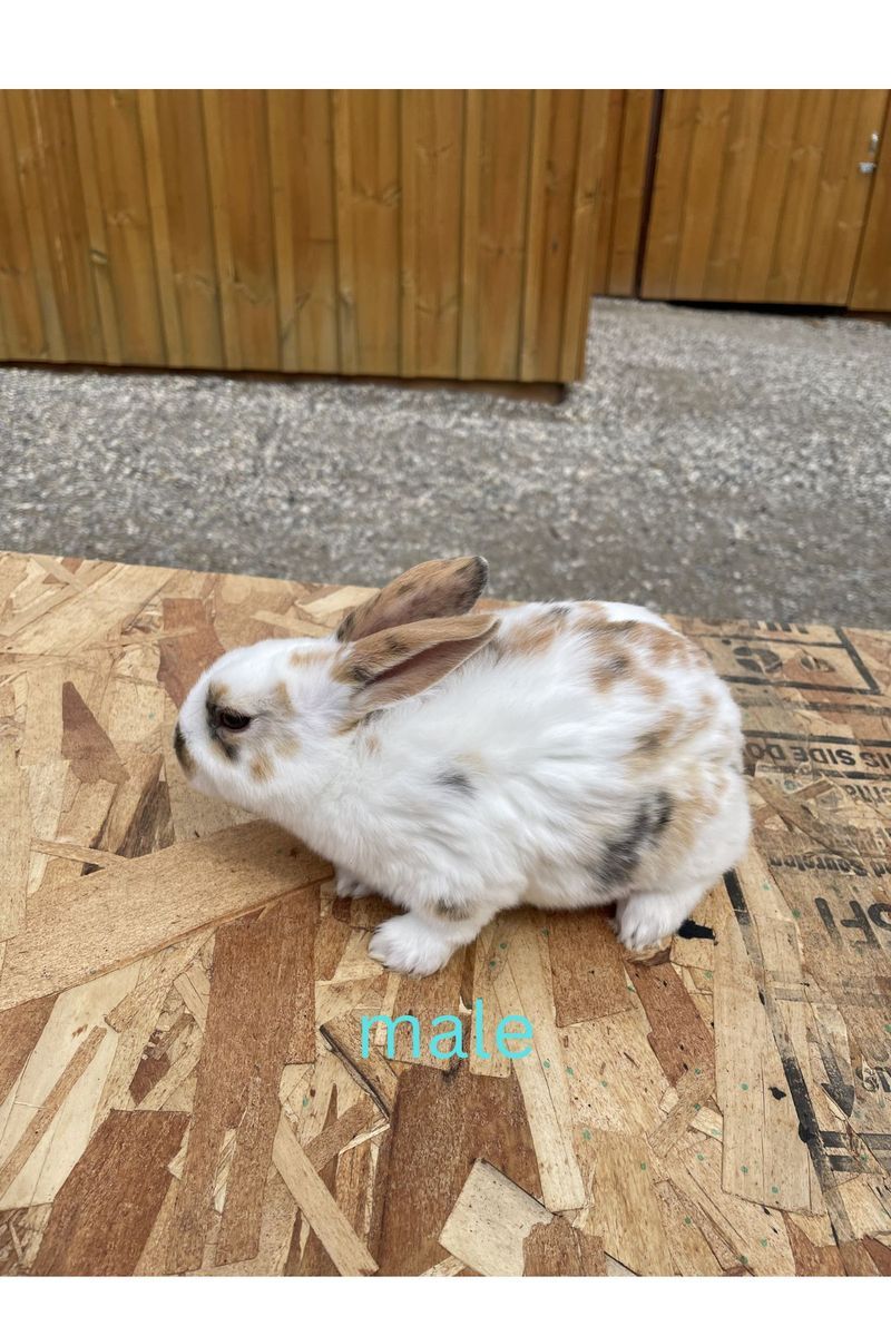 Purebred Standard Rex Rabbits