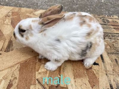 Purebred Standard Rex Rabbits