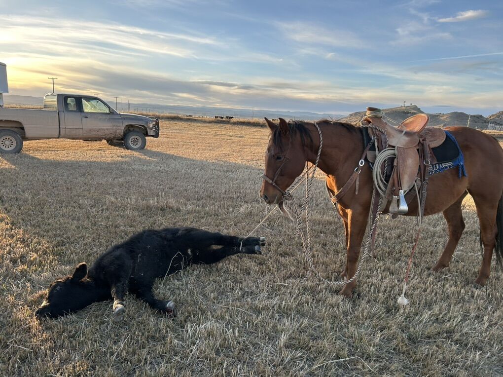 10 Year Old Grade Gelding