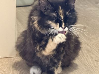 Beautiful female calico cat