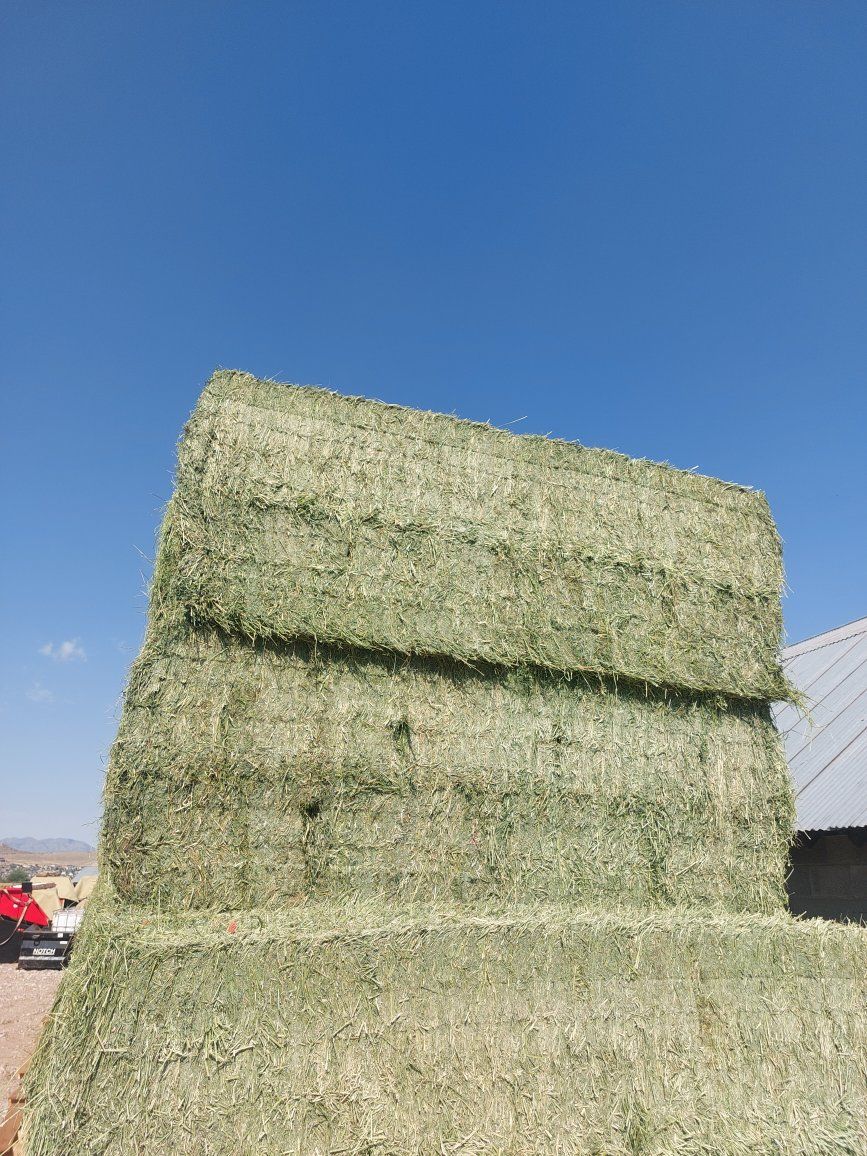 Alfalfa hay 3rd crop 2026. Horse Quality