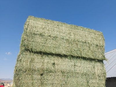 Alfalfa hay 3rd crop 2026. Horse Quality