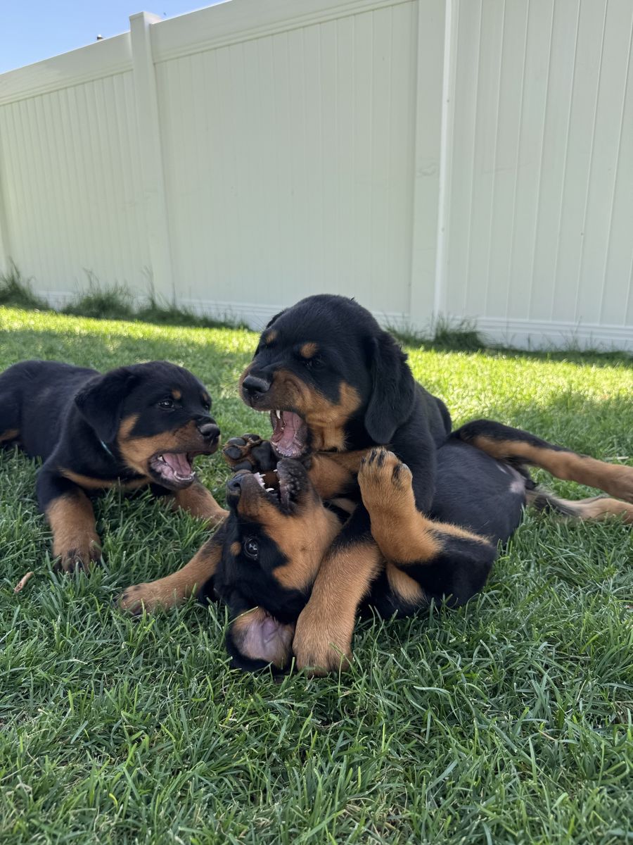 Rottweiler Puppies - 2 Male Puppies Available