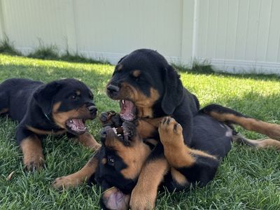 Rottweiler Puppies - 2 Male Puppies Available