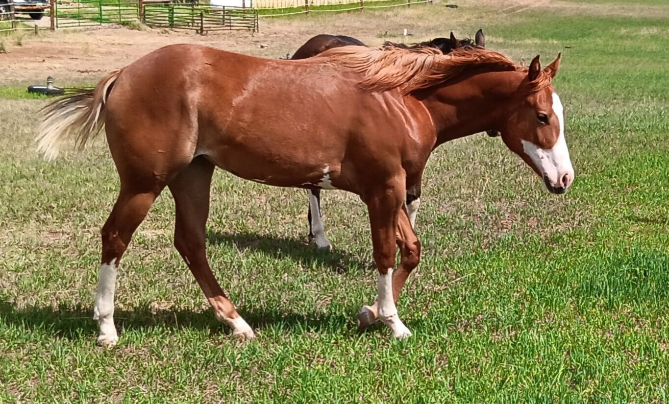Yearling APHA registered overo paint  filly. Great manners, lots of ground work. Knows her basics
