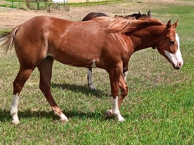 Yearling APHA registered overo paint filly. Great manners, lots of ground work. Knows her basics
