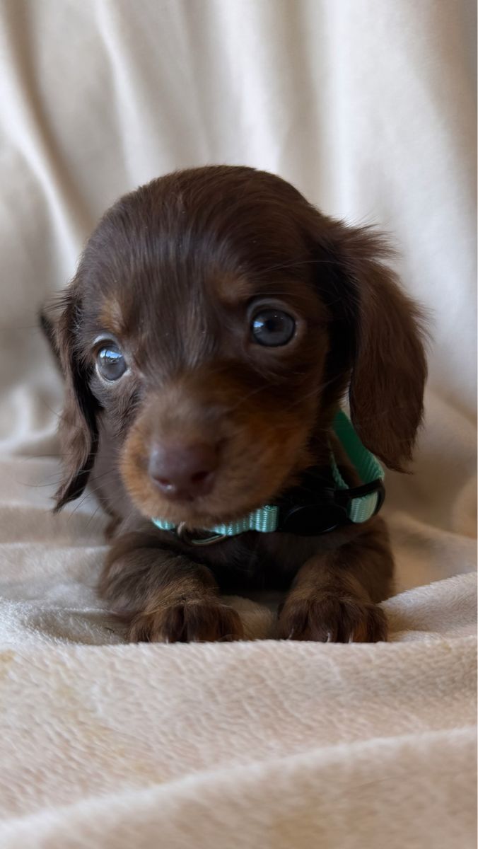 SO MANY MINI DACHSHUNDS AND DOXIEPOOS! 