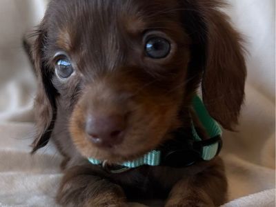 SO MANY MINI DACHSHUNDS AND DOXIEPOOS!