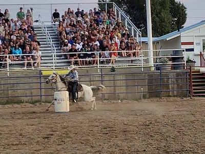 All around grey gelding